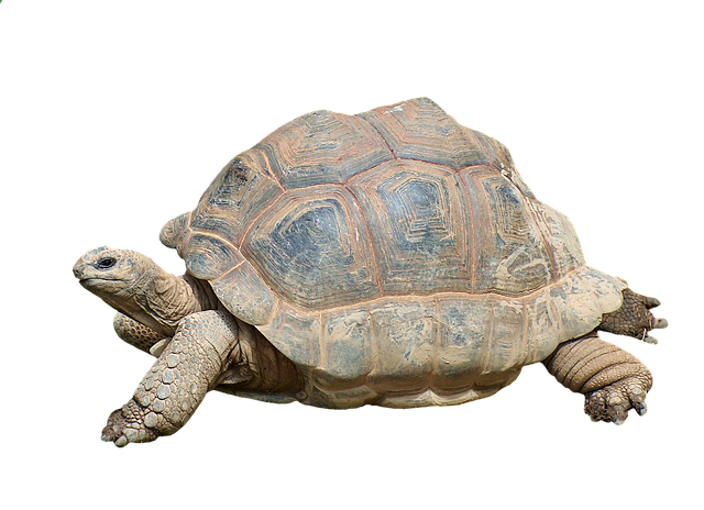 ile lat żyją żółwie